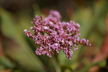 Pink flowers of tall bush of Limonium, or statice