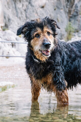 A black and brown mongrel dog plays in the river