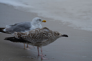 Möwen an der Ostsee