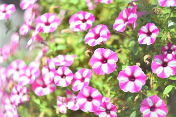 Fototapeta na wymiar small beautiful petunias. decorative petunias. beautiful flowers bells. very small lilies