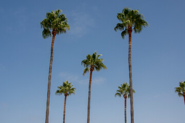 Obraz premium Palmeras