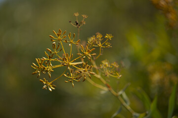 Flora of Gran Canaria - Bupleurum salicifolium natural macro floral background