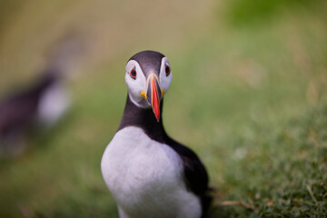 puffin standing on a rock cliff . fratercula arctica