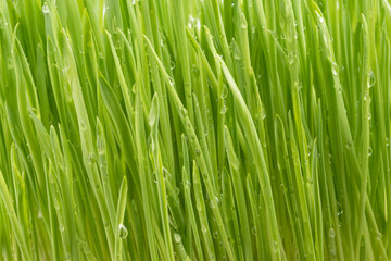 Obraz na płótnie Canvas green grass with dew drops. clean grass, natural eco-friendly background
