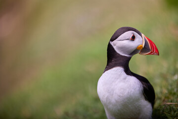 puffin standing on a rock cliff . fratercula arctica