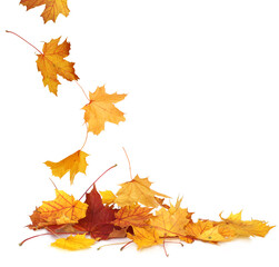 Pile of autumn colored leaves isolated on white background.A heap of different maple dry leaf .Red...