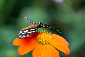 monarch butterfly on flower