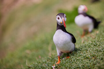 puffin standing on a rock cliff . fratercula arctica