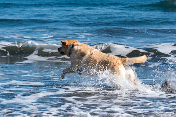 Corriendo al agua, el perro y la playa