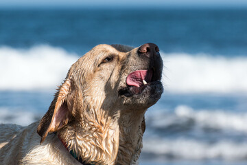 Retrato de un perro que disfruta de un día de playa