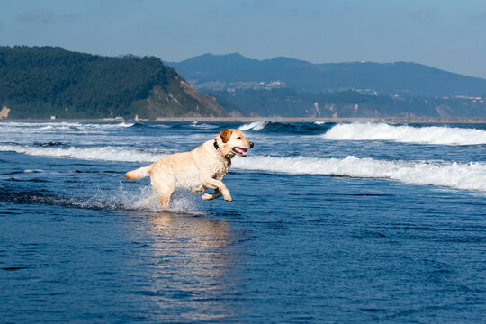 Un perro corre en la orilla del mar 