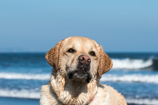 Retrato de un perro en la playa