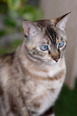 Gato con ojos azules y pelo gris en exterior