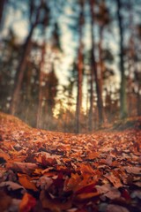 Waldmotiv