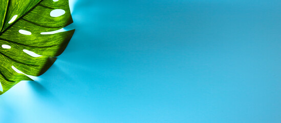 Green monstera palm leave on modern blue baclground. Large imeage for banner with copy space 