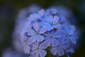 Flowering blue Plumbago auriculata, cape leadwort natural macro floral background