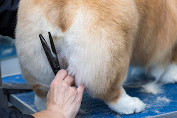 corgi grooming