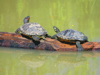 Tortues