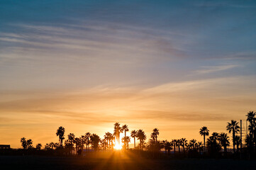 lovely sunset image with palm trees in Spain