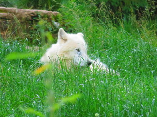 Loup blanc