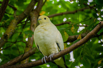 White King Pigeon