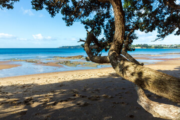 Pohutukawa tree on the beach