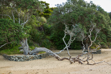 Tree branch on the beach