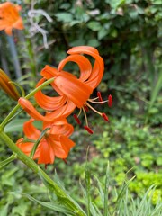 orange lily
