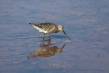 Woodcock in search of food in a salt lake