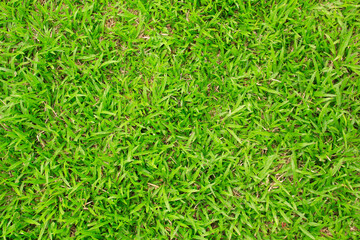 artificial green grass texture for background