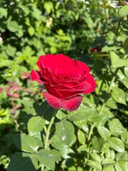 red rose in the garden