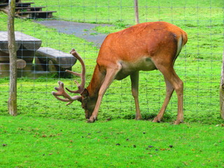 Cerfs
