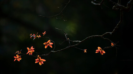 Abstract tree branches with orange young leaves.