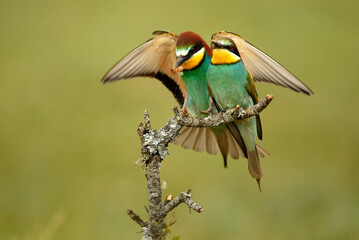Abejarucos en el campo en primavera