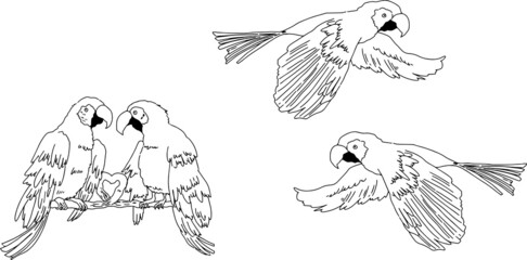 モノクロ線画のお洒落なオウムのイラスト © MariMizuta