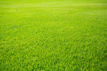 Obraz na płótnie Canvas green grass field 