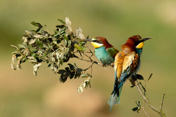 Abejarucos en el campo en primavera