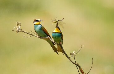 Abejarucos en el campo en primavera