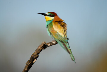 Abejarucos en el campo en primavera