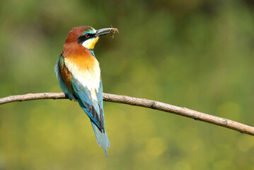 Abejarucos en el campo en primavera