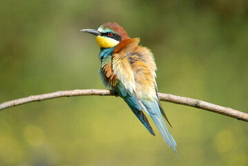 Abejarucos en el campo en primavera