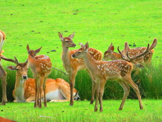 Cerfs