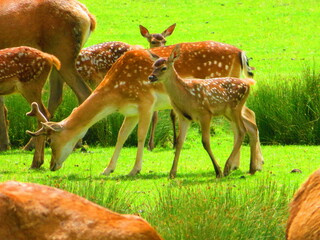 Cerfs