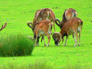 Cerfs