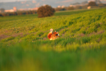 Machos de avutarda en primavera