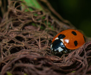 ladybug in corn