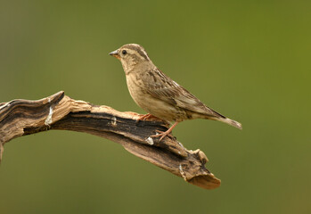 Gorrion chillon en el campo posado en una rama
