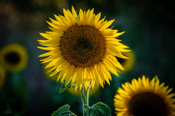 Frías, Autonomous Community of Castilla y León, Spain
