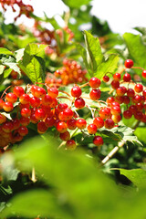 Fototapeta premium Red viburnum branch with berries close up. Abstract natural background.