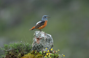 Roquero rojo en primavera en la sierra abulense. Avila.España